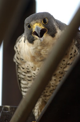 peregrine falcon identification