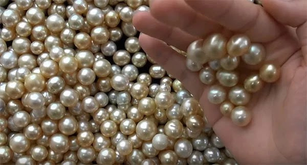 pearl-farming business ki jankari 
