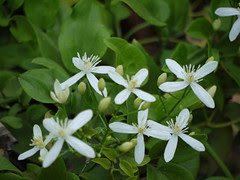 Clematis flammula