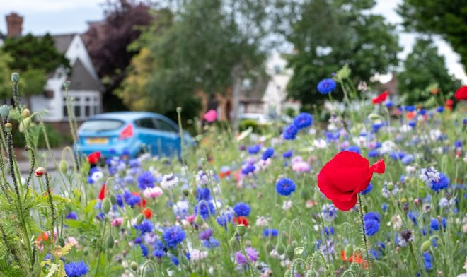 A suburban road with wildflowers