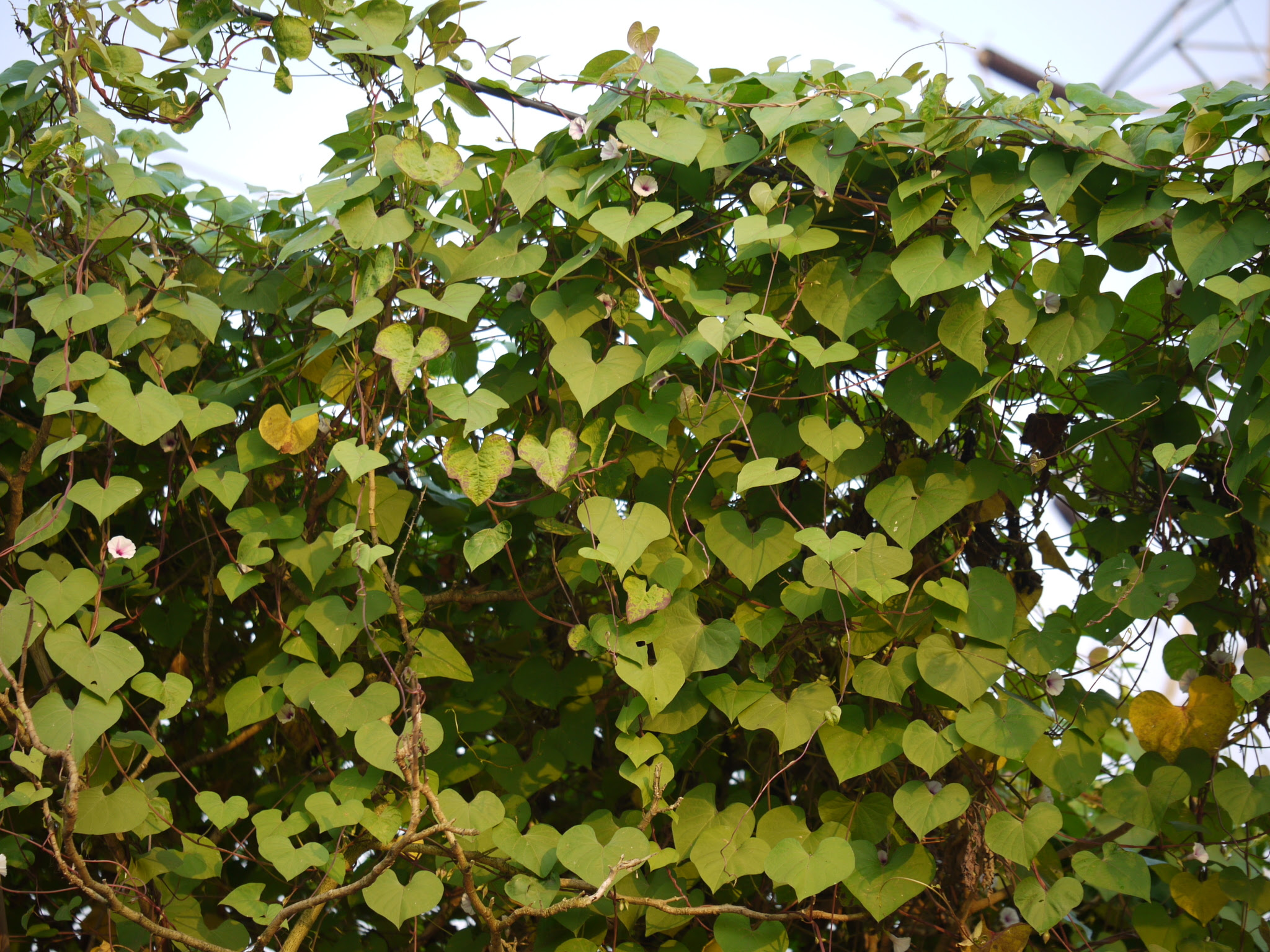 Ipomoea acanthocarpa (Choisy) Hochst. ex Schweinf. & Asch.