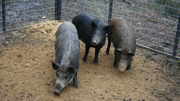 Three pigs in a pen.