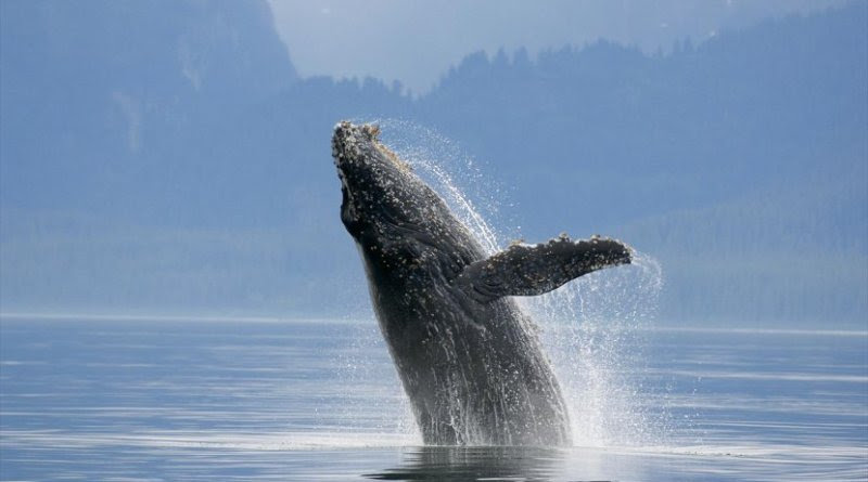 A humpback whale. Credit: Florian Schulz