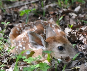 white-tailed deer fawn curled up in the woods