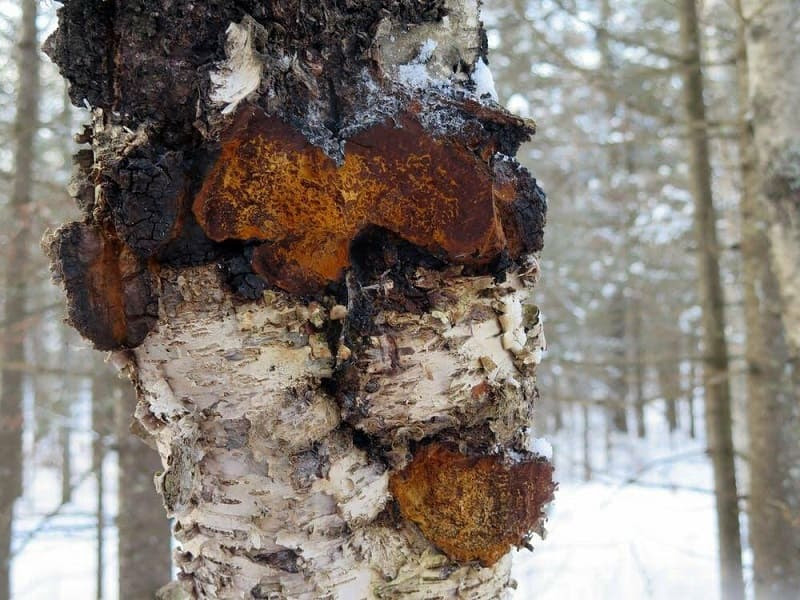 Чага берёзовая в лесу