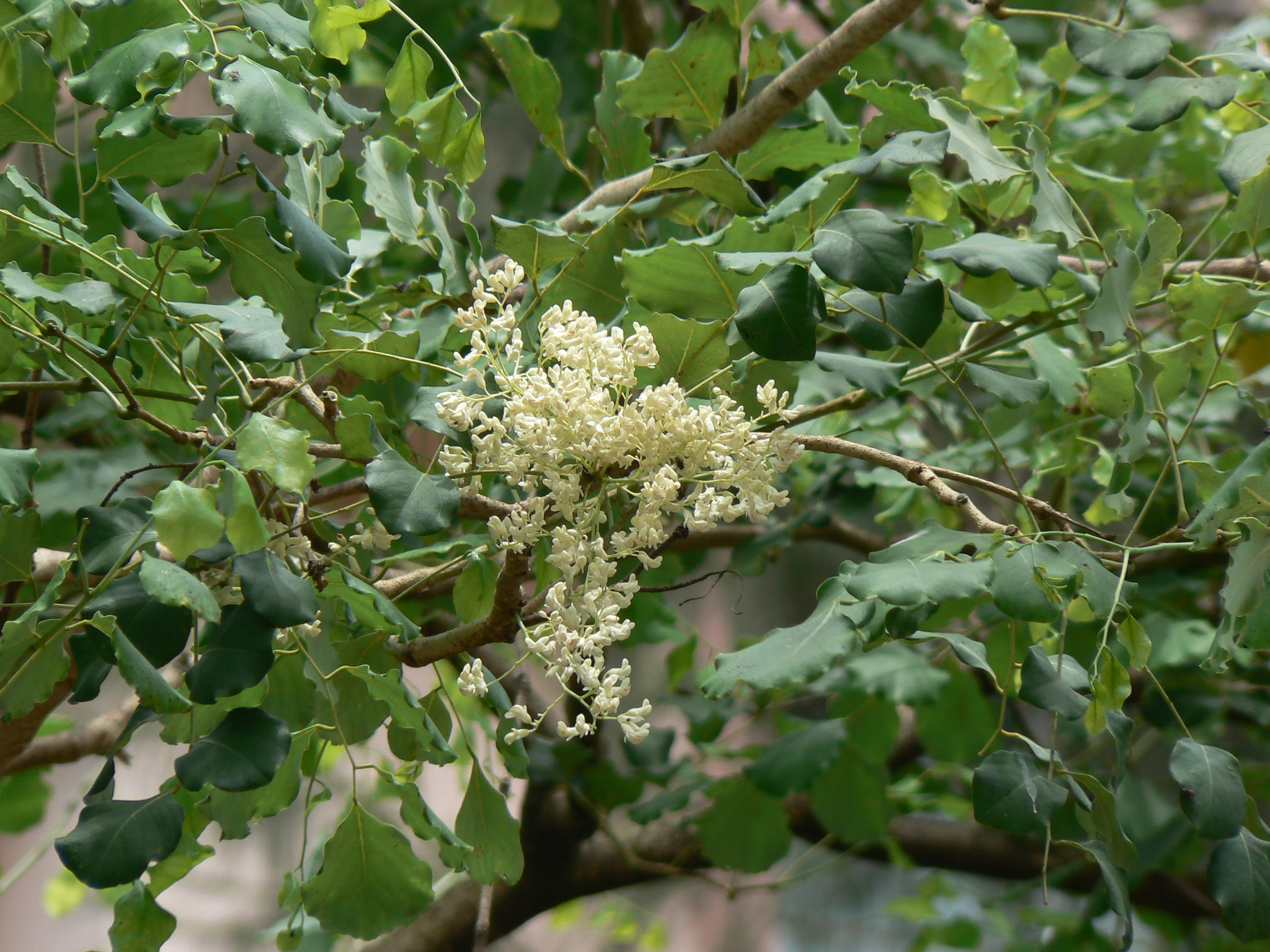Dalbergia latifolia Roxb.
