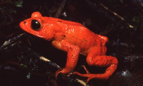 The golden toad in its natural habitat.