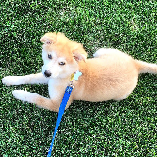 Goberian (Golden Retriever + Husky Crossbreed)
