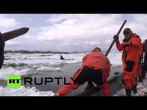 Volunteers Save Stranded Orca In British Columbia Hqdefault