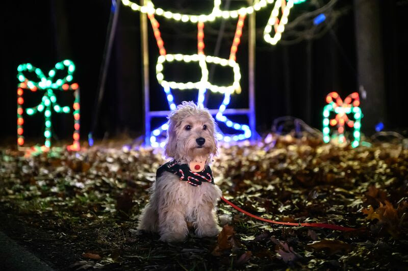 Winter Lights Discount Tickets and Leashes ‘n’ Lights