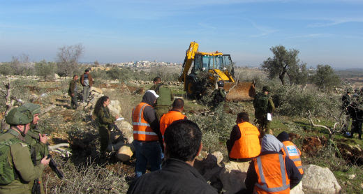 Civil Administration forces uproot olive trees on ‘Azzun village land. Photo by Abdulkarim Sadi, B'Tselem, 16 Jan 2017
