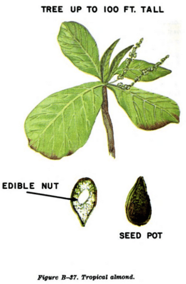 tropical almond illustration edible plants