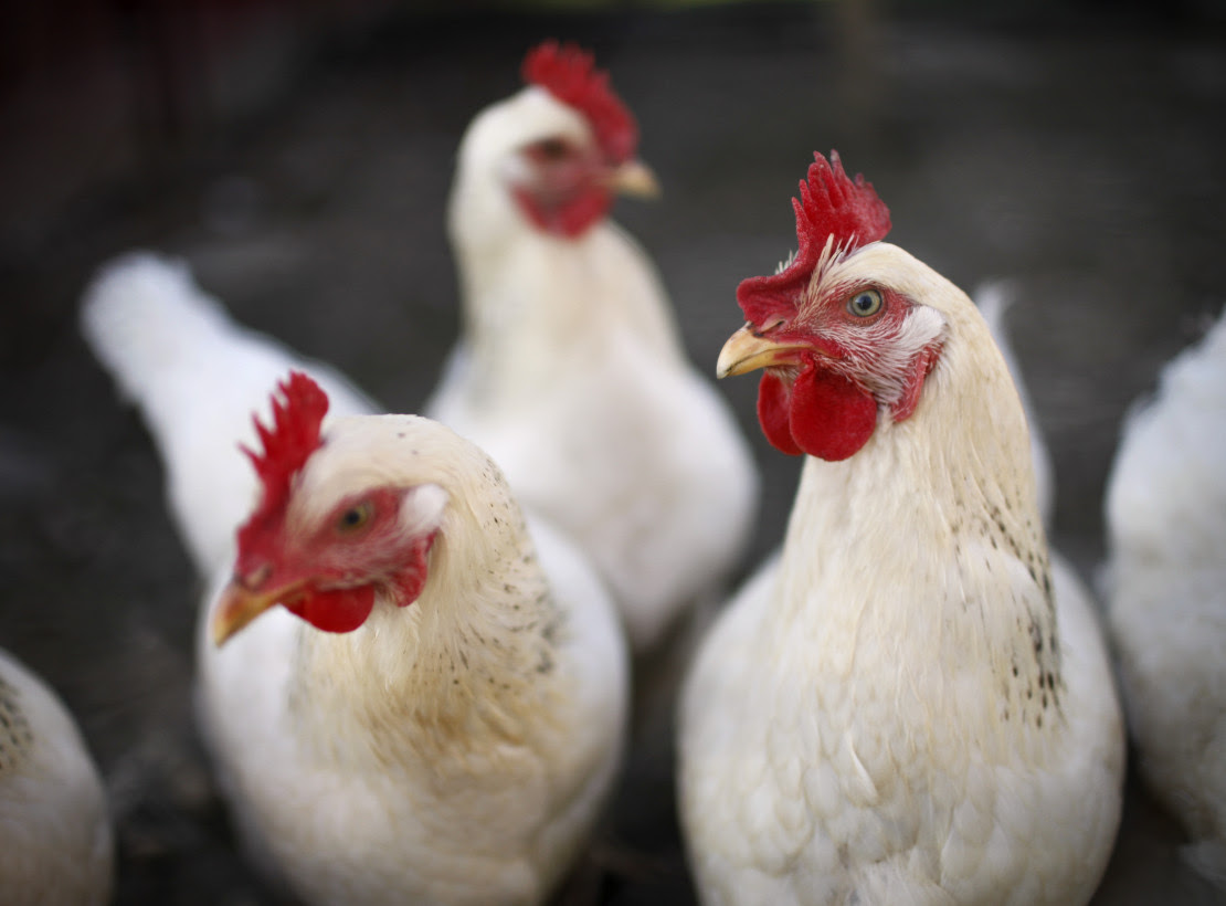 General Mills joins some of the biggest names in the food business to announce their commitment to stop selling eggs from caged hens, including Aramark, Compass Group, Dunkin Brands, Hilton, Kellogg, Nestle, Sodexo, Starbucks, and Walmart.