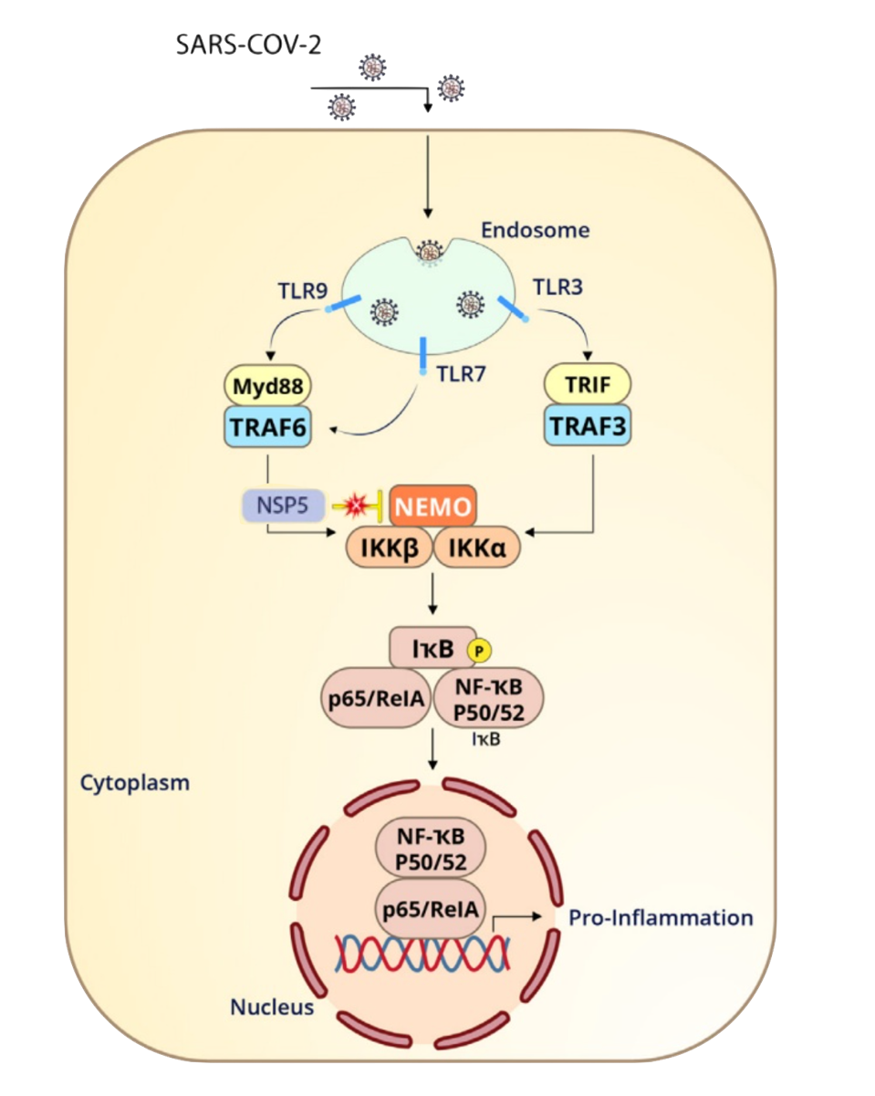 NSP5 disrupts inflammation pathway