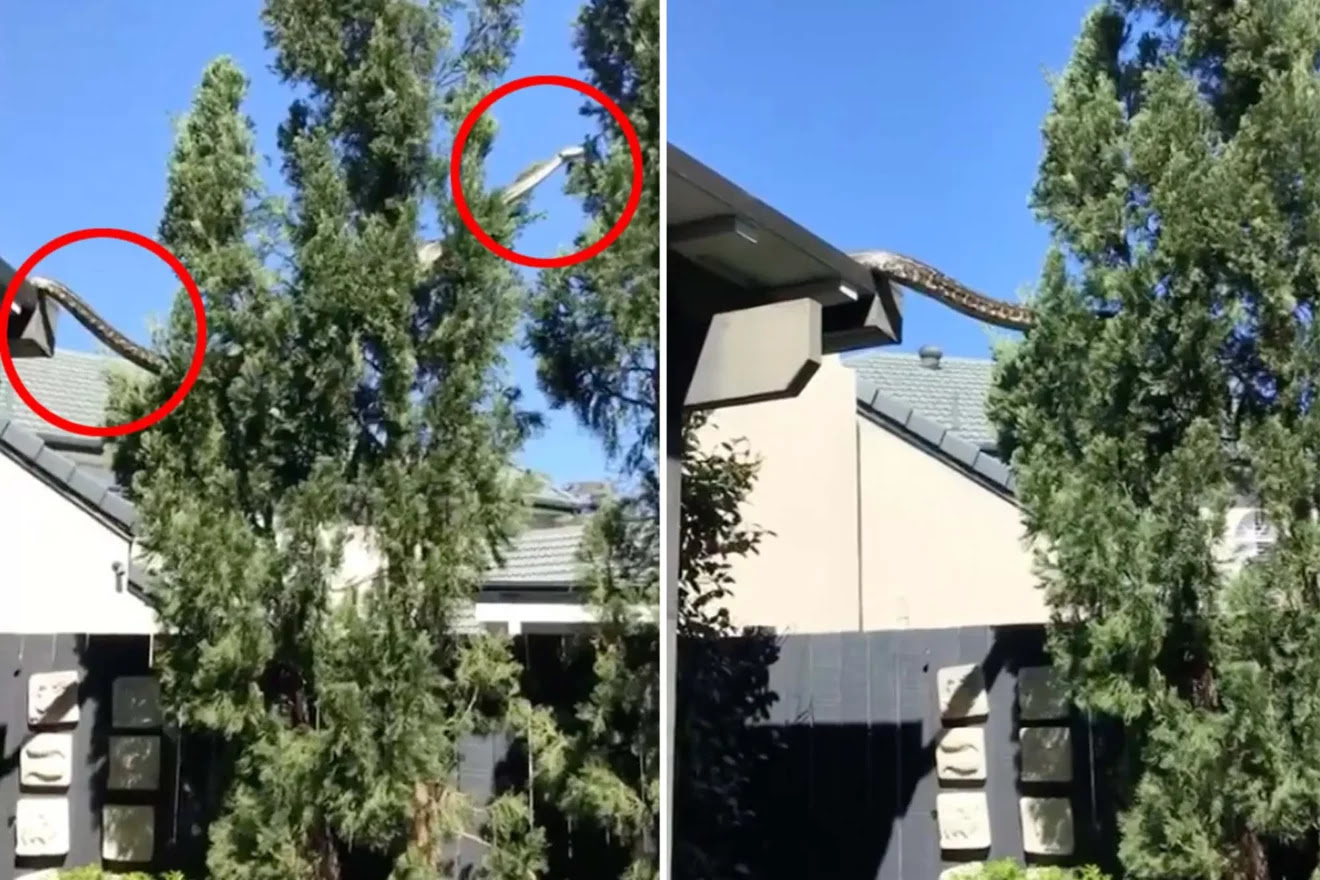شاهد ضيف مرعب يزحف من سطح منزل إلى شجرة بأستراليا