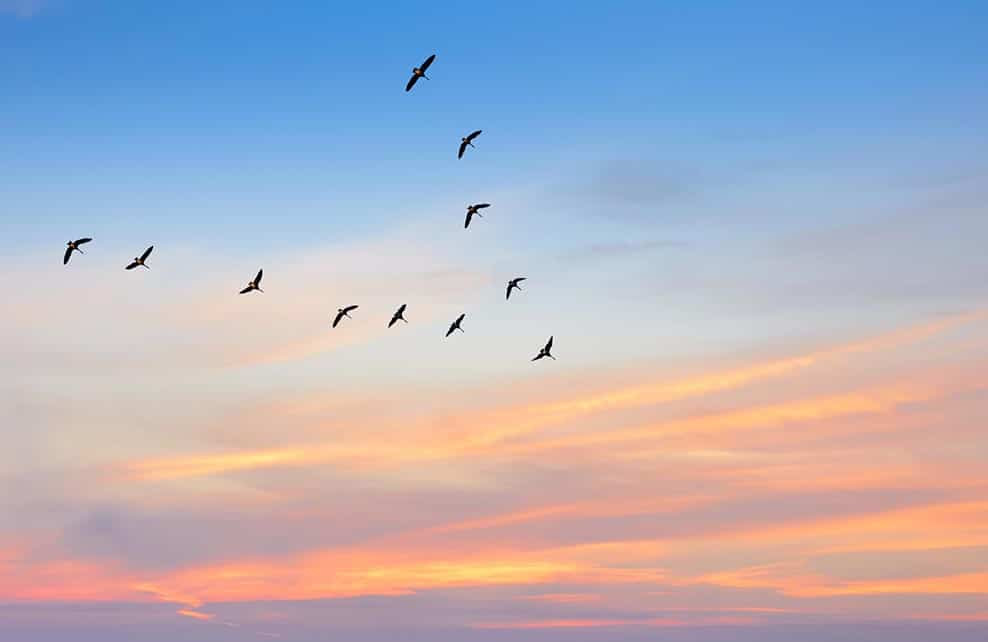 animaux - Les Animaux à observer en Automne  + autres  à venir??? Oiseaux_migrateurs