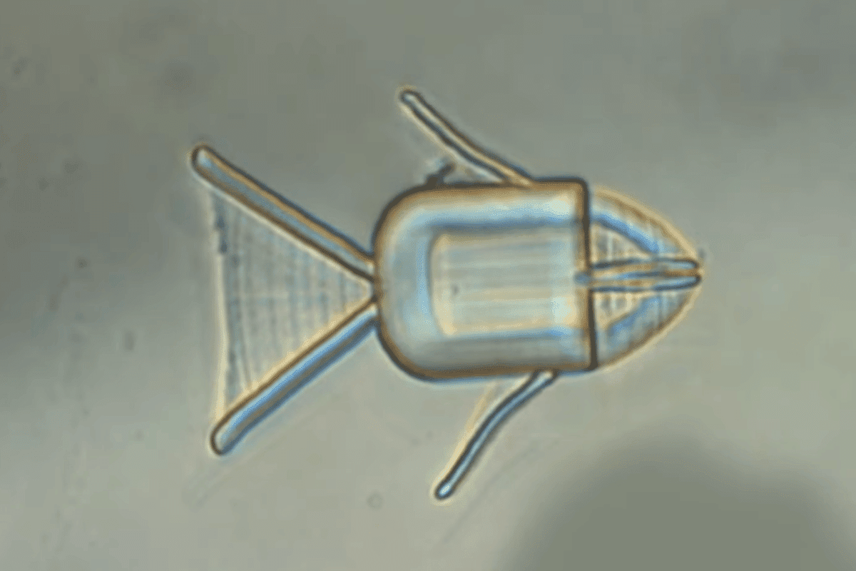 A new microrobot fish could one day swim through the body with a mouthful of drugs, and automatically spit them up when it encounters cancer cells