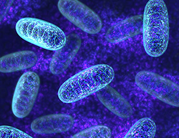 Treating nephrotic-range proteinuria with tacrolimus in MTP 