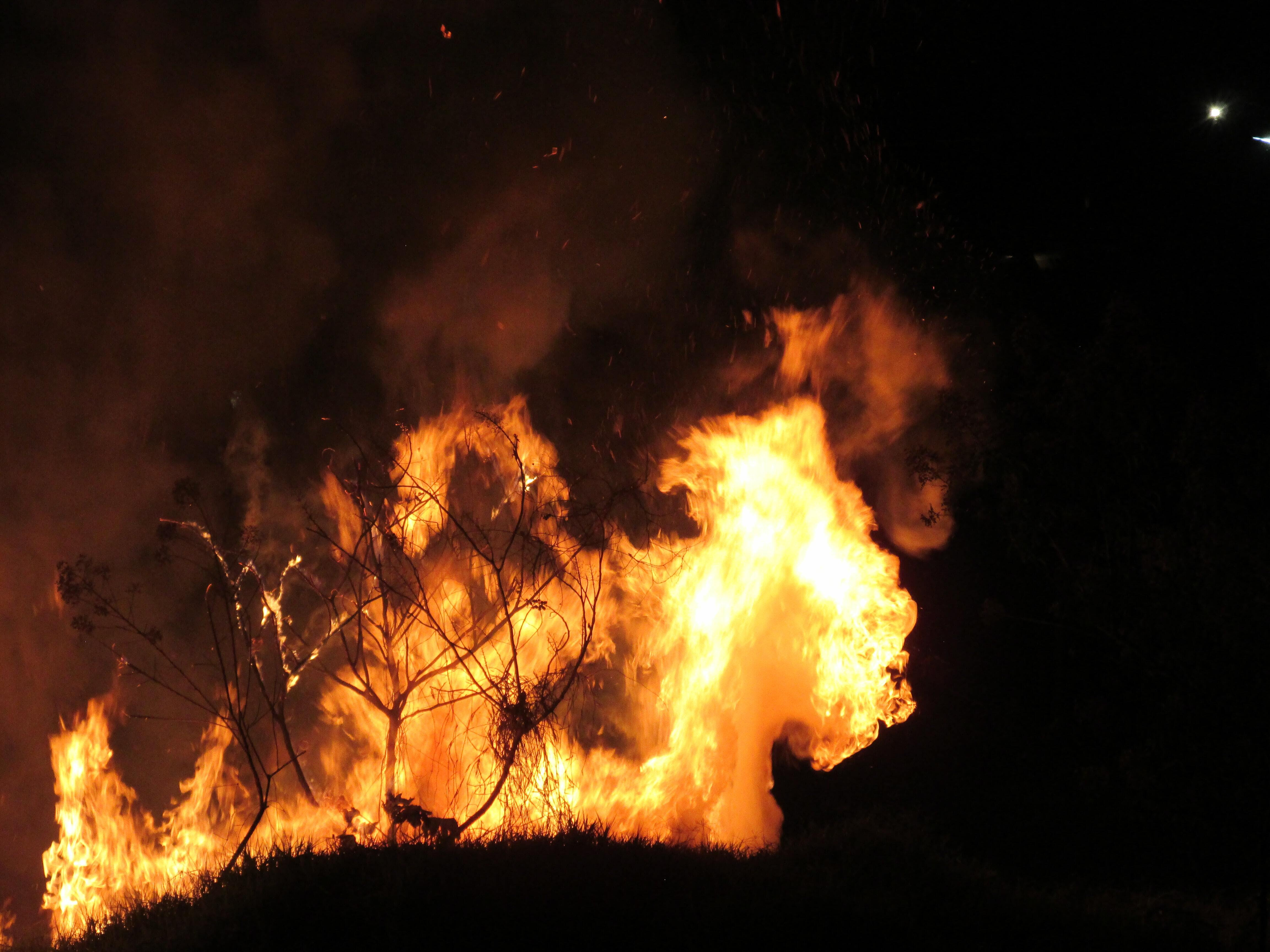 silhouette of trees in night fire