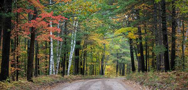 Road through forest