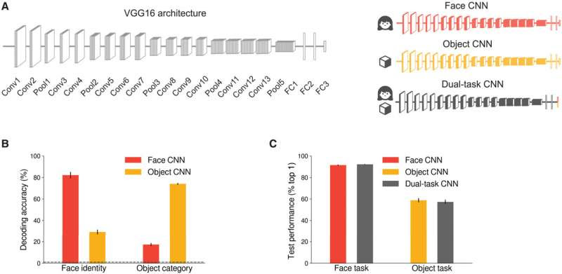 The spontaneous emergence of brain-like functional specialization in neural networks