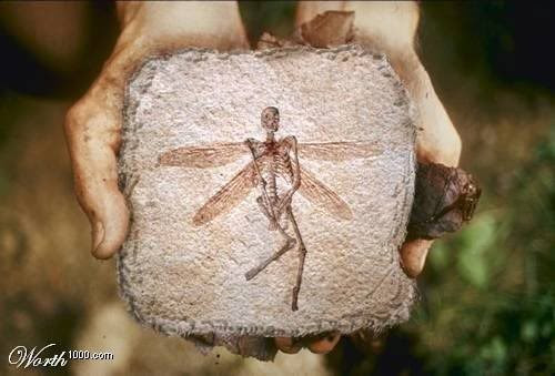 Fairy-fossil-found-in-oil-field