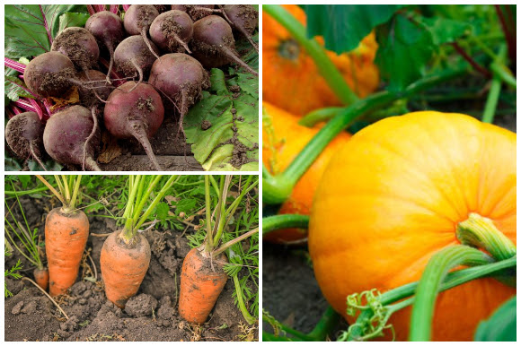 Fall Vegetables, beets, carrots, pumpkin
