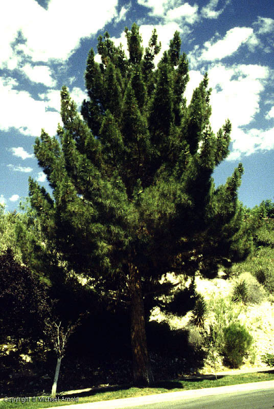 A tall evergreen tree, an Afghan pine, on side of road