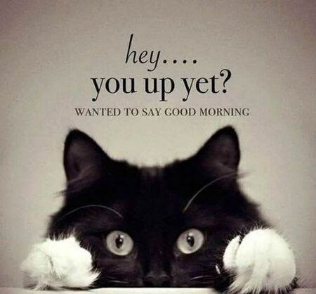 Cat-Hey-you-up-GM