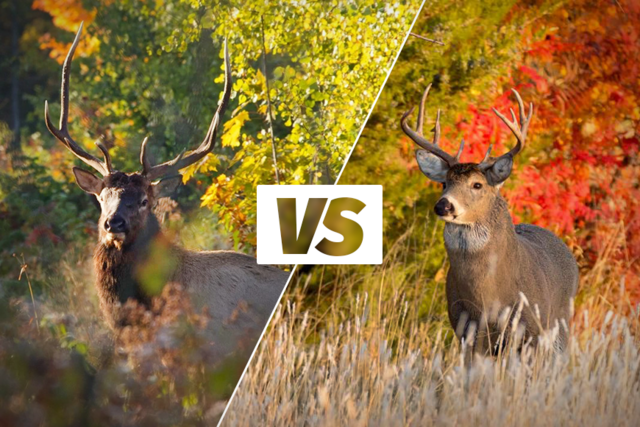 image of elk juxtaposed with image of deer to show differences