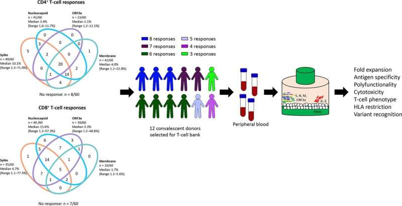 Potential new COVID-19 immunotherapy could protect the vulnerable