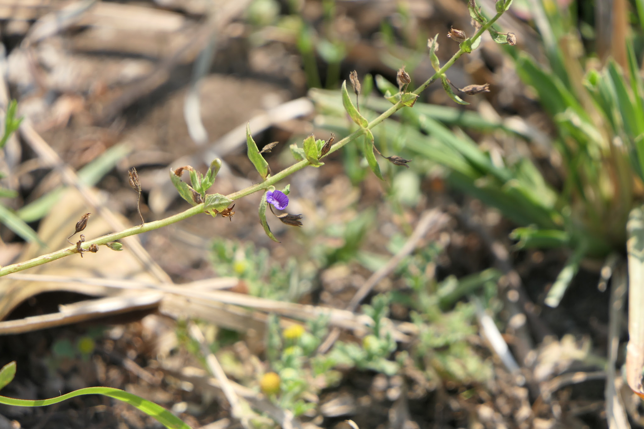 Stemodia viscosa Roxb.