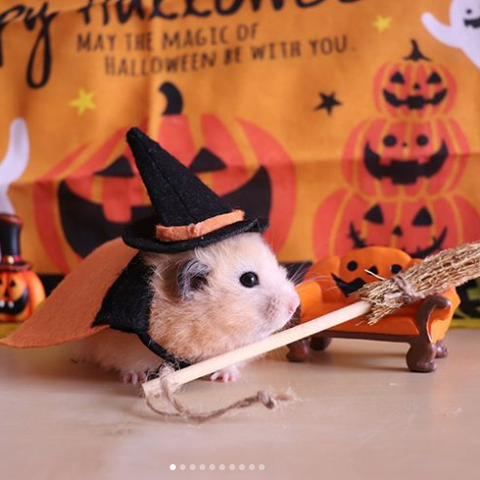 animals-in-costume-witchy-hamster