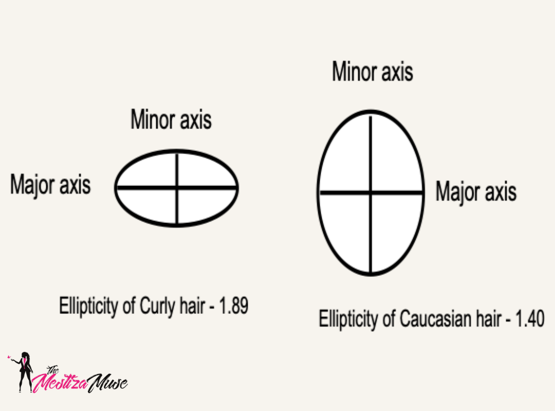 Image showing the ellipticity of curly hair and caucasian hair. Best Shampoo for Fine Curly Hair: Key Ingredients.