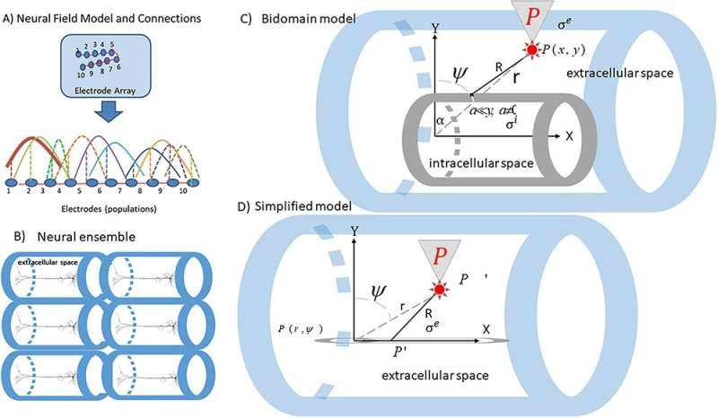 Brain networks encoding memory come together via electric fields, study finds