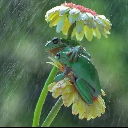 Rain-Frogs-under-Flower
