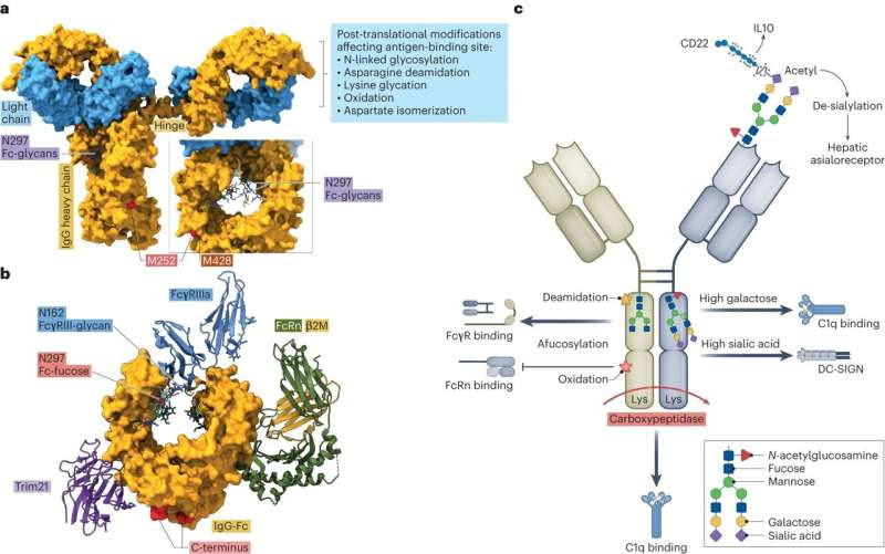 Finetuning antibodies for treating tumors and infections