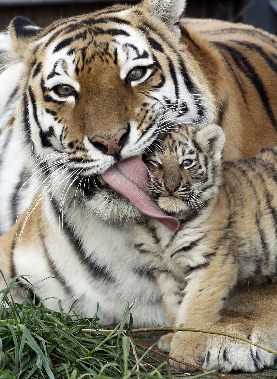 http://www.boredpanda.com/cute-animal-parenting/?image_id=animal-parents-31.jpg