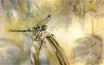 dragonfly watercolor - Posted on Sunday, January 11, 2015 by Alfred Ng