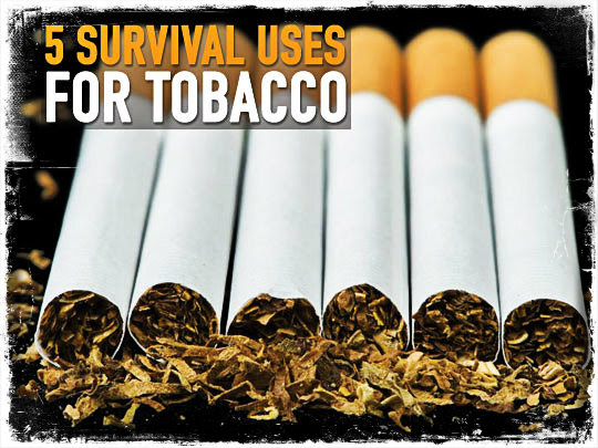 5 Survival Uses for Tobacco