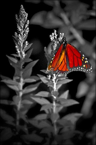 Butterfly-adds-color