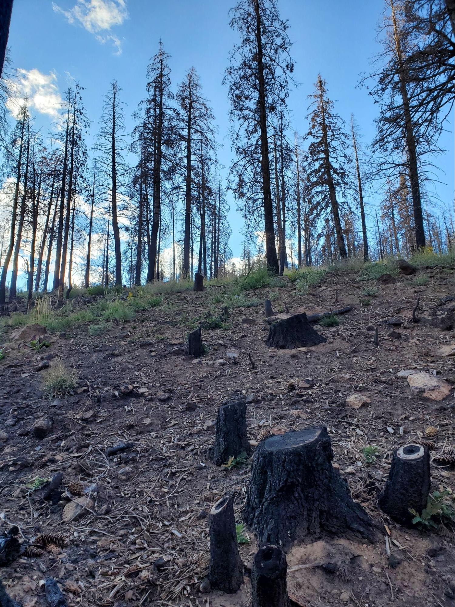 Coconino National Forest Fire Scars