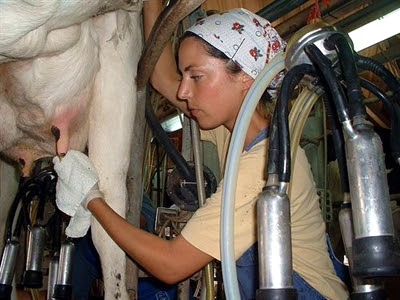 A woman hooks a cow up to the milking machine.