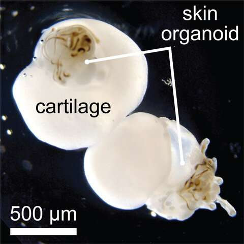 Hairy, lab-grown human skin cell model could advance hair loss research