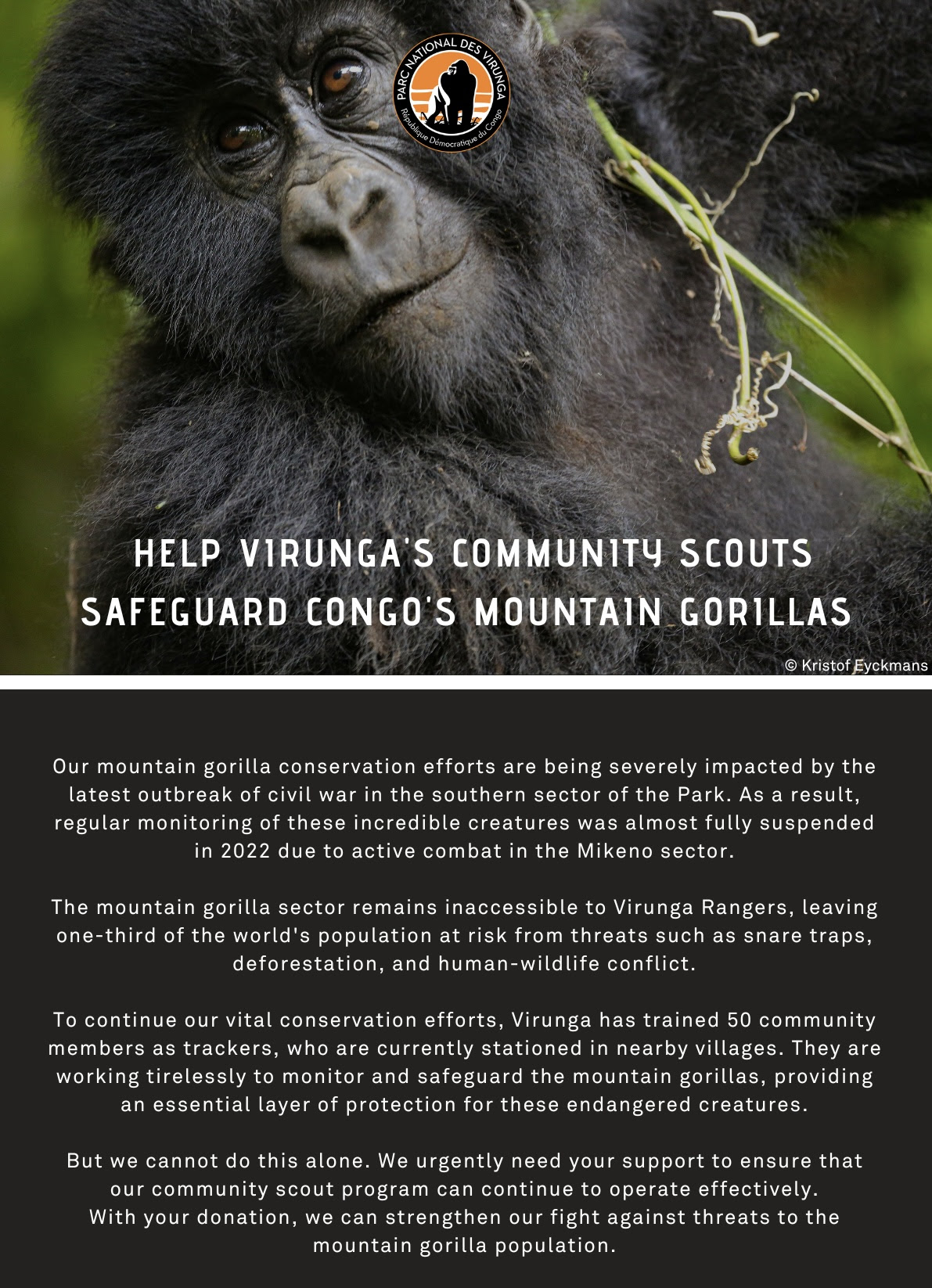 Our mountain gorilla conservation efforts are being severely impacted by the latest outbreak of civil war in the southern sector of the Park. As a result, regular monitoring of these incredible creatures was almost fully suspended in 2022 due to active combat in the Mikeno sector.