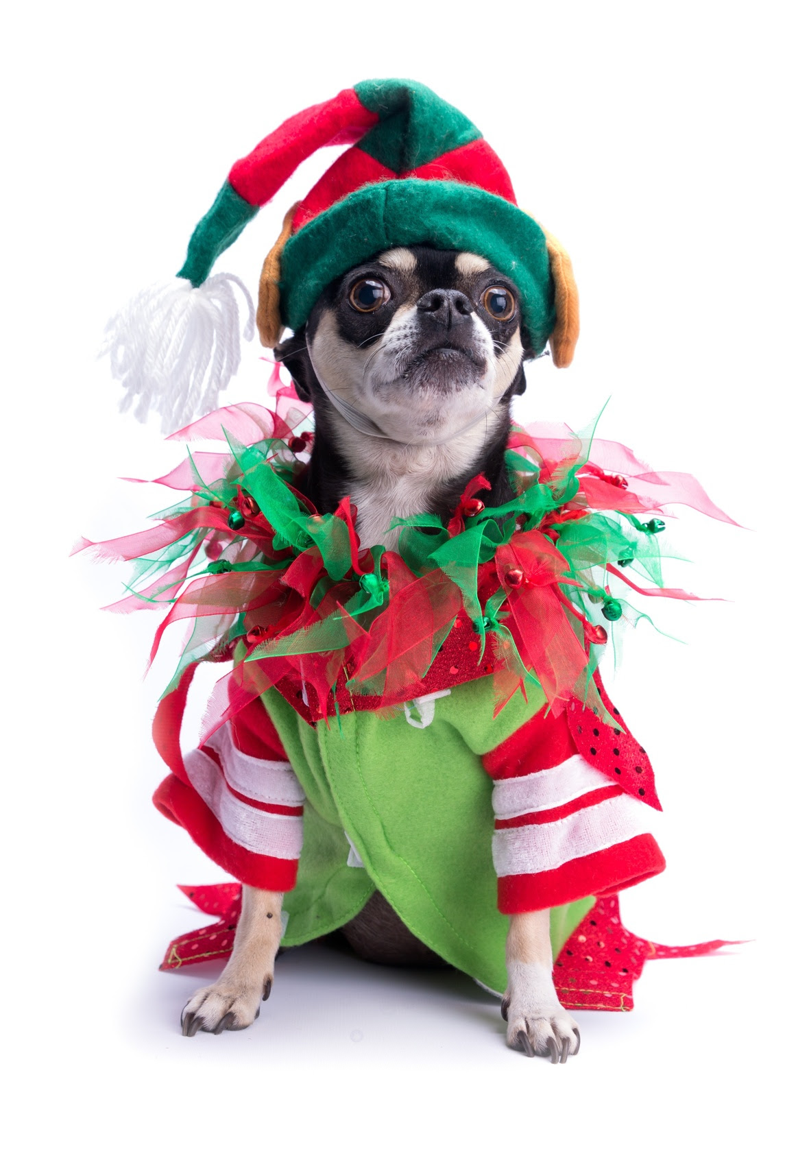 Holiday Elf Chihuahua