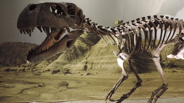 El instalaciones museísticas del Parque Provincial Ischigualasto están pensadas para ser accesibles a todo público e impactan por su acercamiento a la era de los dinosaurios. 