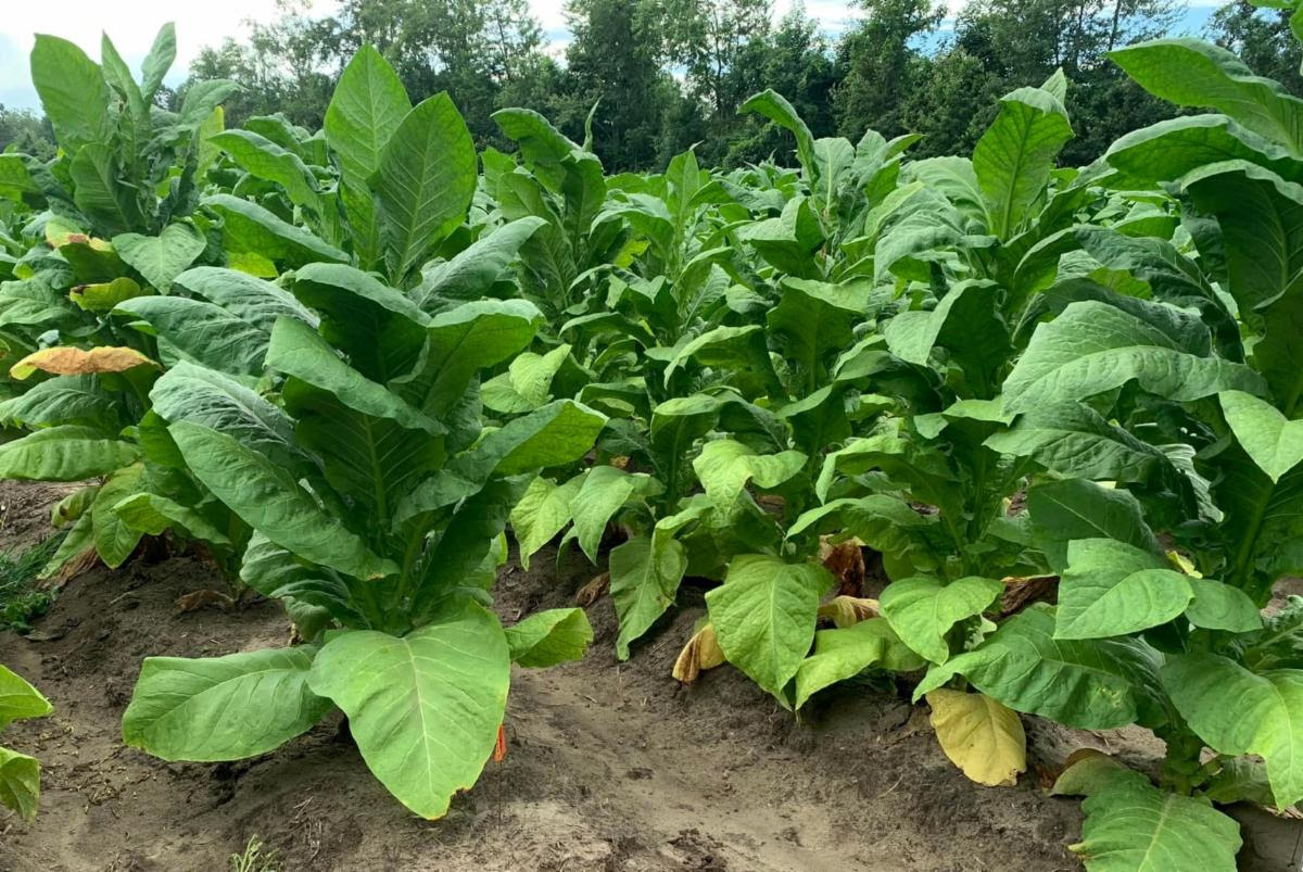 London Tobacco Market • London, Kentucky • The New London Tobacco Warehouse  serves burley tobacco growers throughout Kentucky, Tennessee and Virginia.  We sell tobacco supplies, tobacco plants, crop insurance and are here