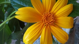 Bolivian Sunflower
