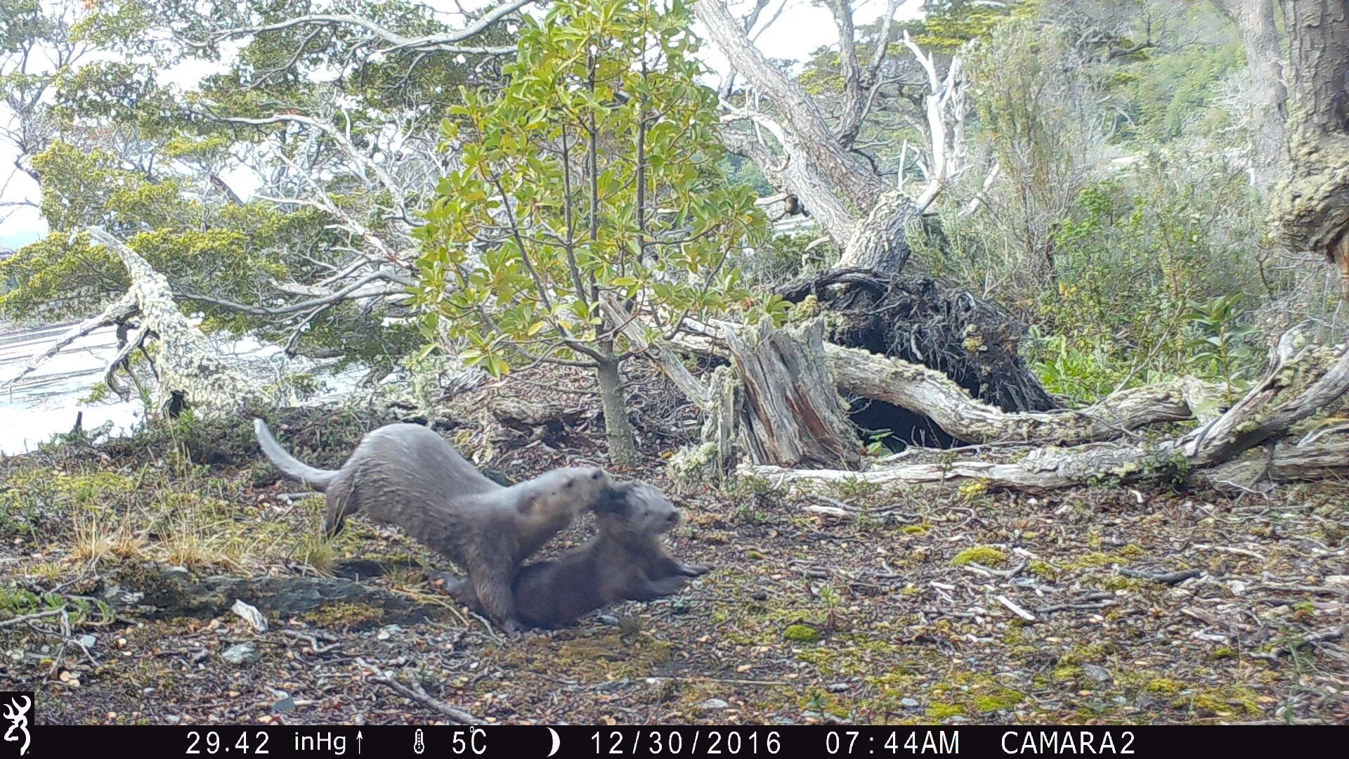 El huillín vive en la Patagonia argentina y chilena. En Tierra del Fuego está en peligro crítico de extinción.